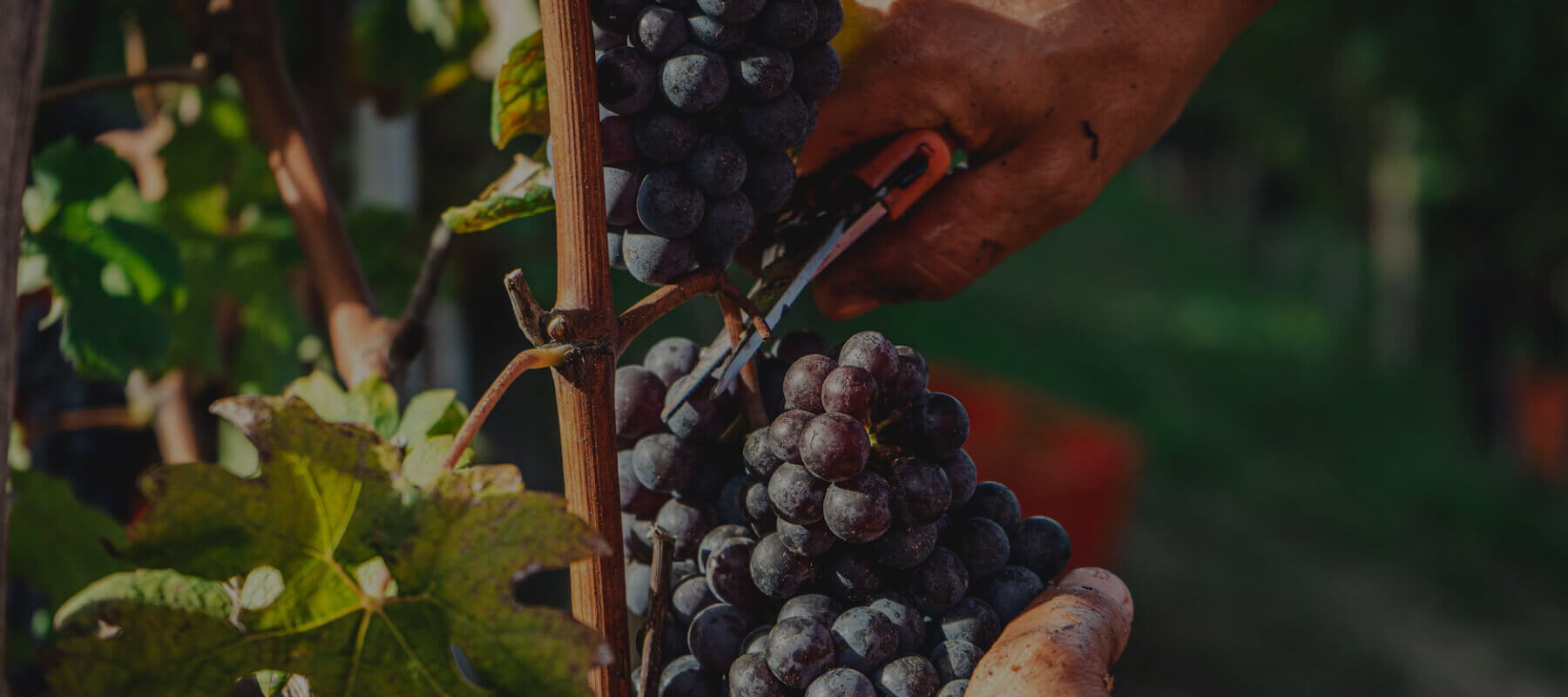 Mehr als nur Traubensaft: Was Rotwein wirklich ist