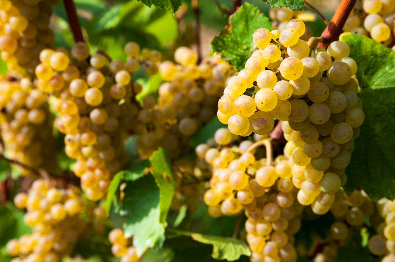 Sommer im Glas: Was genau ist eigentlich Weißwein?